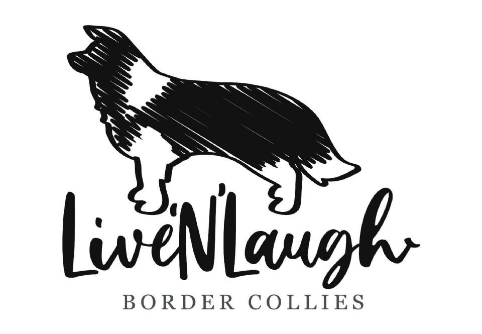 Livenlaugh Border Collies